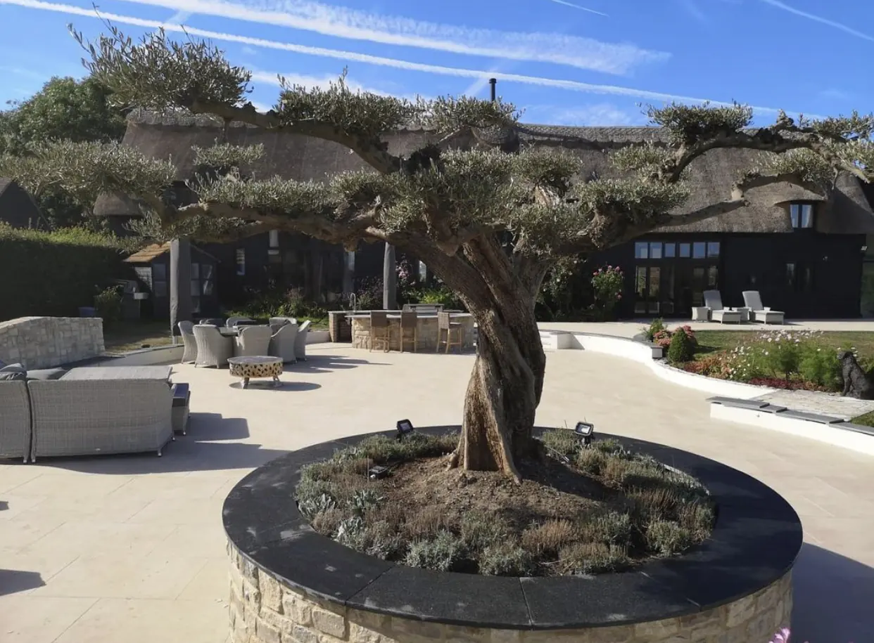 Thatched house with a paved terrace and olive tree